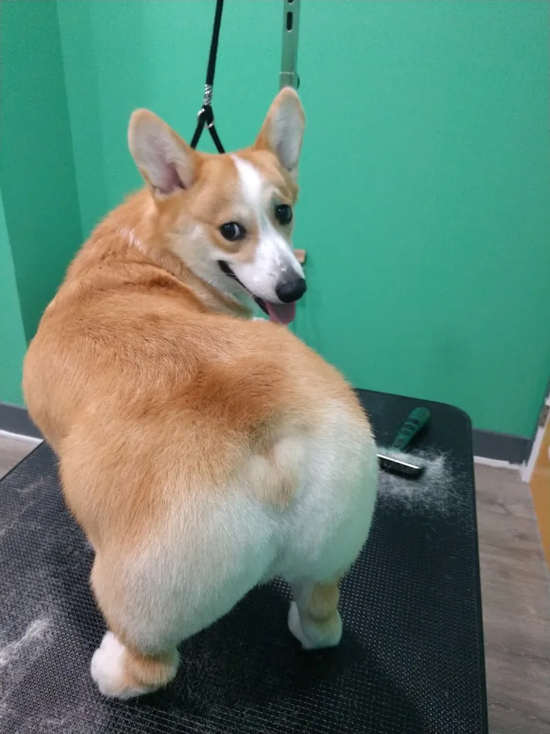 Alpha Dog Grooming Services - Professional cat grooming in Philadelphia, PA