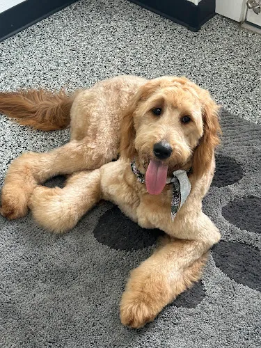 Hollywood Dog Salon - Professional cat grooming in Hammonton, NJ