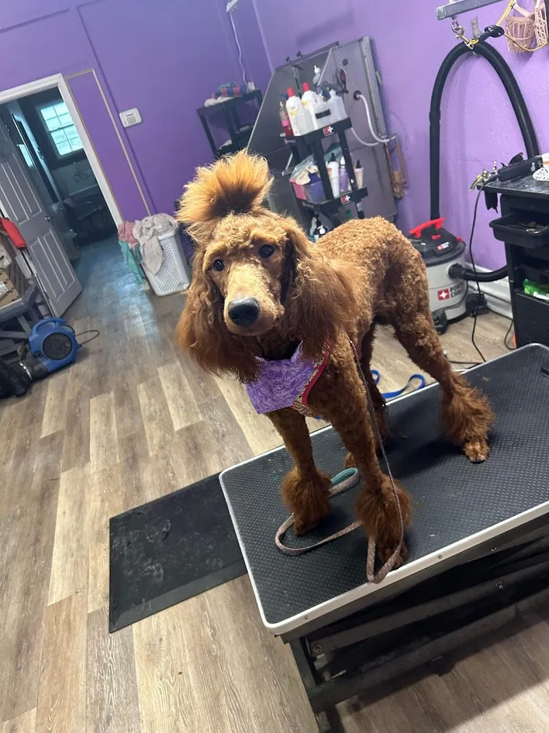 Four Paws & Claws Grooming Salon - Professional cat grooming in Cleveland, OH