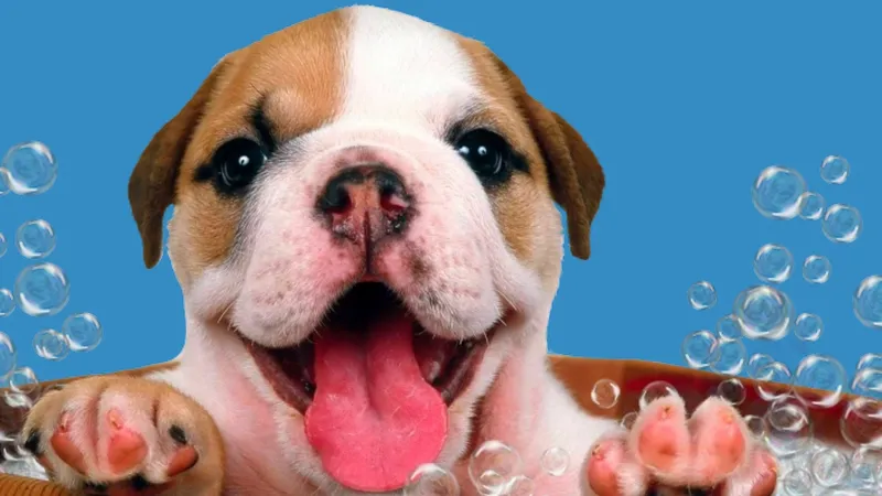 Fancy Dog TX Mobile Pet Grooming - Cat grooming in San Antonio