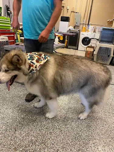 Boise Dog Barber Shop - Cat grooming in Garden City