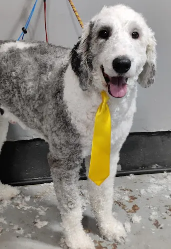 Bark and Bowtie - Professional cat grooming in Waverly, MN