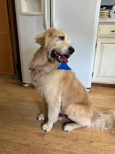 Handsome Hounds Grooming LLC - Professional cat grooming in Kentwood, MI