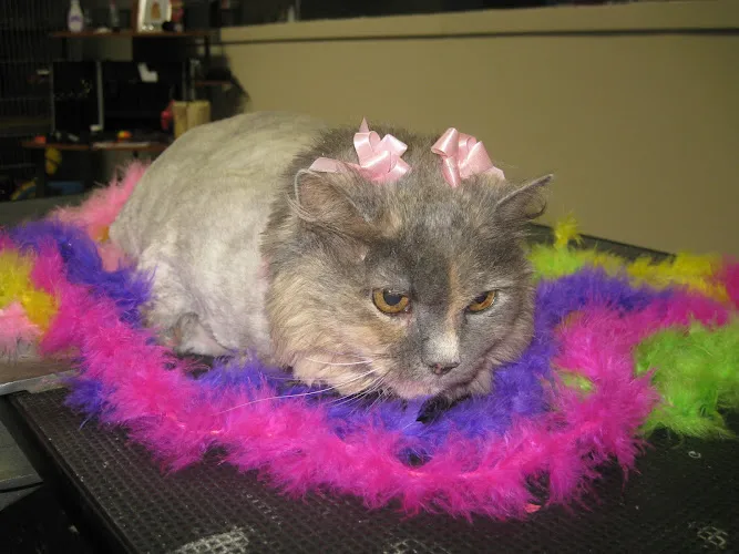 Toni's Glamour Pets - Cat grooming in Williamsburg