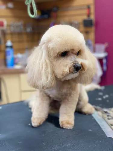 Pet Haven Grooming & Boutique - Cat grooming in Lighthouse Point