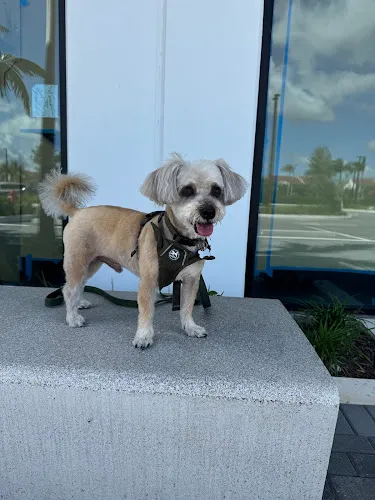 Woof Gang Bakery & Grooming Tradition - Cat grooming in Port St. Lucie