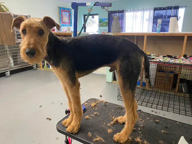 Libbylu’s Puppy Do’s - Cat grooming in Edgewater