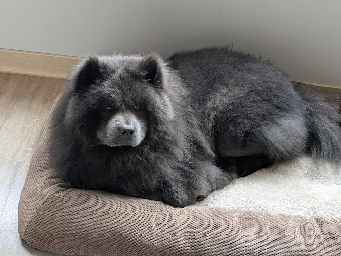 Dog Lovers Grooming Salon - Cat grooming in Madison