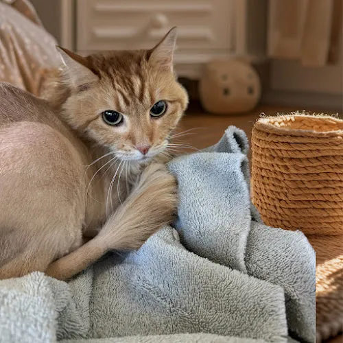 Pet Angels - Professional cat grooming in American Fork, UT
