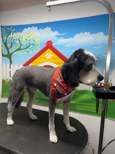 FRESH PAWS GROOMING - Cat grooming in Austin