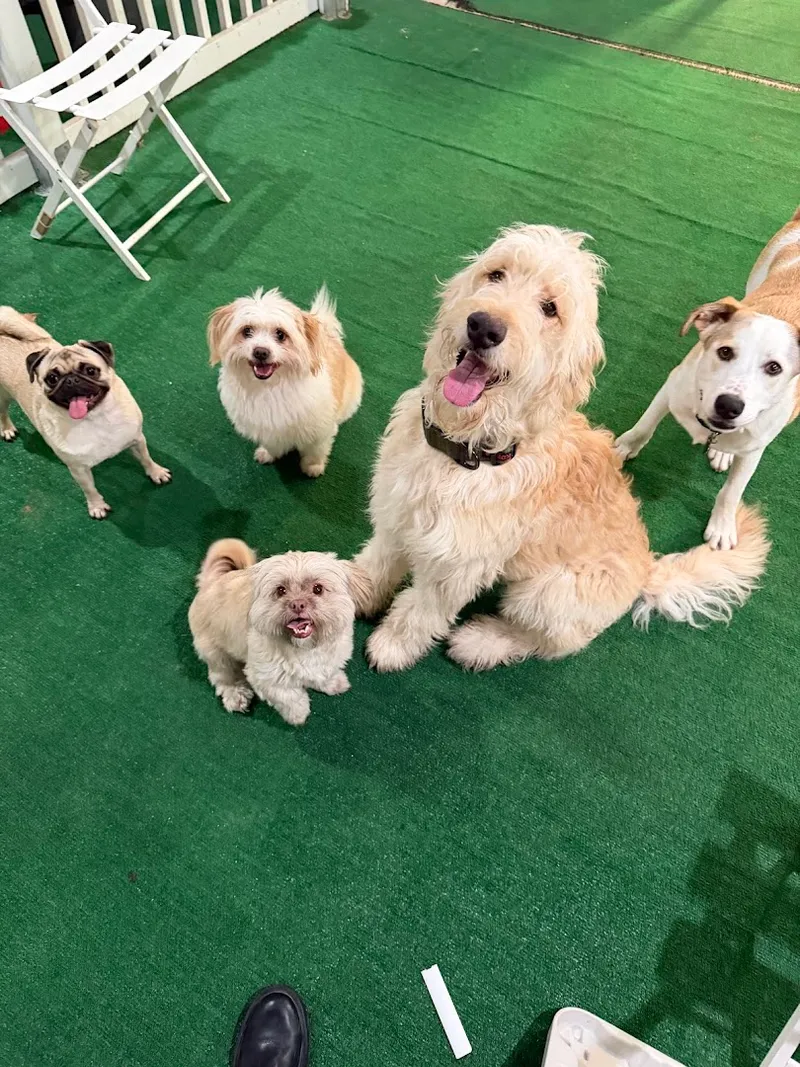 Glam Pet Groom - Cat grooming in San Antonio