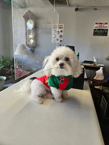 Doggies Choice Grooming Salon - Cat grooming in Fultondale