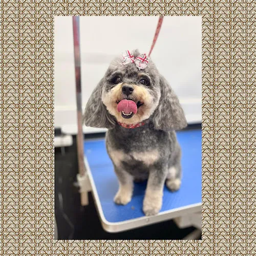 Fluff Hut Grooming - Professional cat grooming in Jefferson, GA