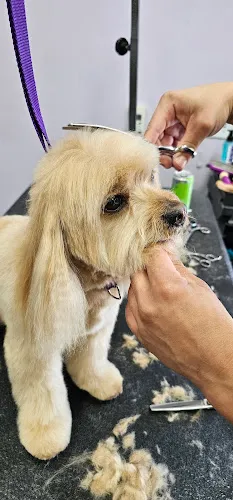 Earthwise Pet Nutrition & Grooming - Laguna Niguel - Cat grooming in Laguna Niguel