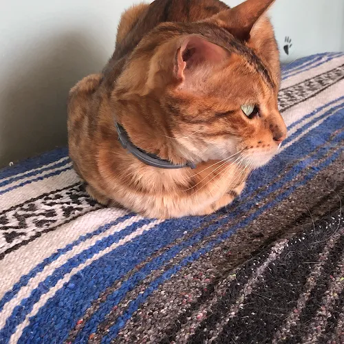Custom K9 Clips - Cat grooming in Williamstown
