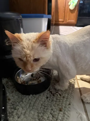 Paws Up Pet Grooming - Cat grooming in Normal