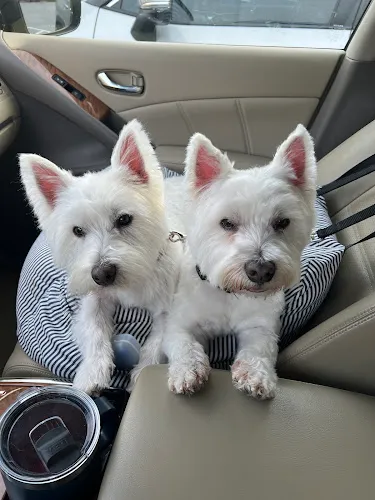 Woof Gang Bakery & Grooming Watkinsville - Professional cat grooming in Watkinsville, GA
