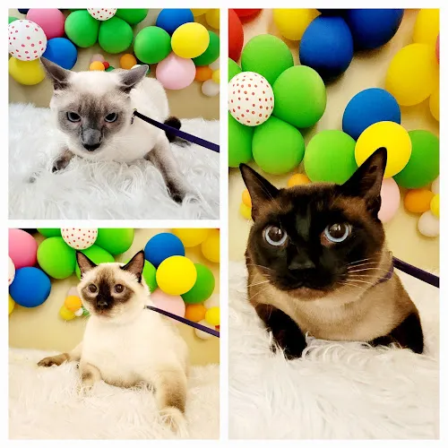 Shurcut Pet Parlour - Cat grooming in Monrovia