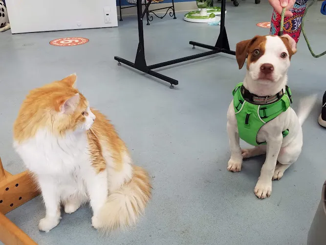 Fancy Paws LLC - Professional cat grooming in Elkins, WV