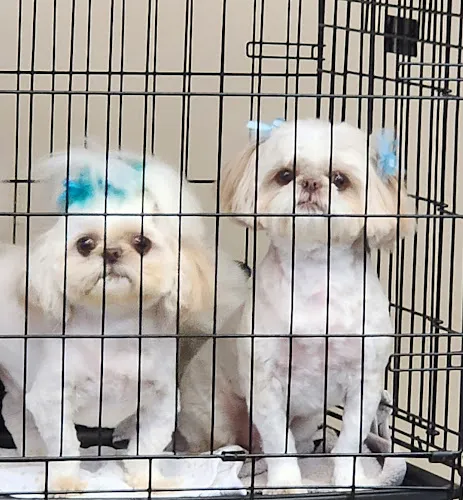 Angel's Pet Grooming - Mobile cat grooming in Metairie, LA