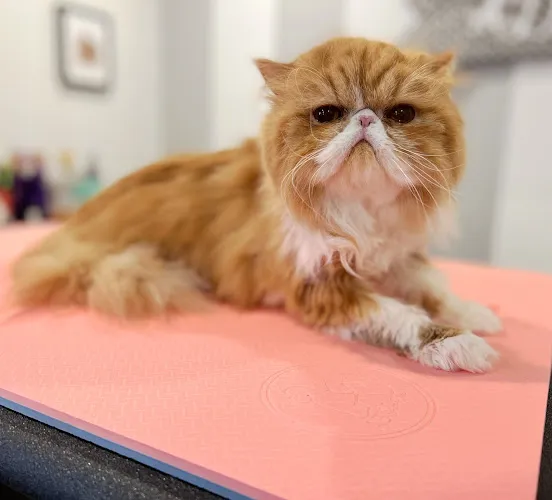 Dtails Pet Grooming & Nutrition - Cat grooming in Smithfield