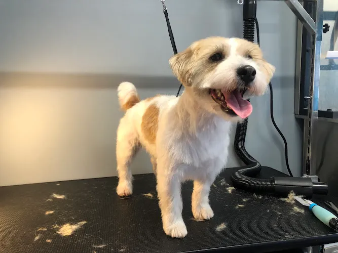Pawsitive Pet Grooming - Professional cat grooming in North Waterboro, ME