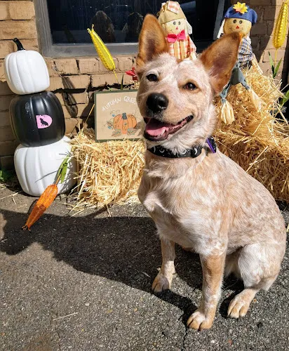 The Downtown Dog - Cat grooming in Elkin