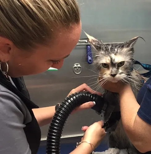 Blue Pooch Grooming - Cat grooming in Newtown