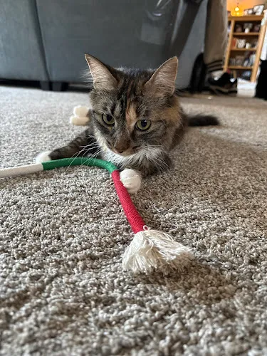 Pet Evolution - Blaine, MN - Grooming | Self-Wash | Healthy Food | Mobile Nail Trim - Cat grooming in Blaine