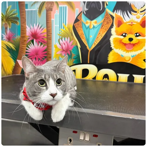 Boujee Mobile Pet Grooming – Fort Myers, Cape Coral & Lehigh Acres - Cat grooming in Lehigh Acres