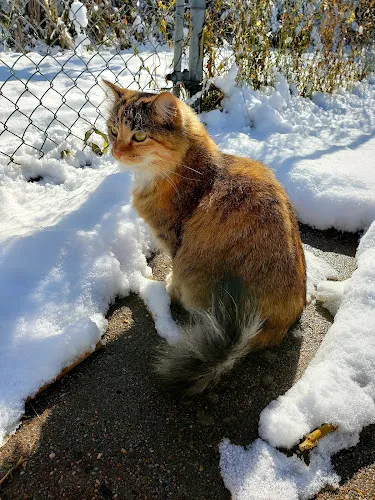Grand Central Grooming - Professional cat grooming in Denver, CO