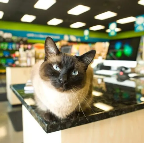 Pet Evolution - Woodbury, MN - Grooming | Self-Wash | Healthy Food | Mobile Nail Trim - Cat grooming in Woodbury