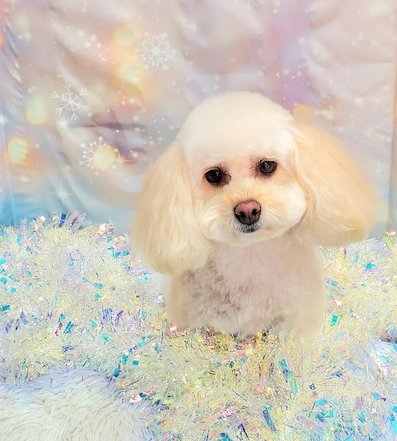 Pampered and Petite Pet Spa - Cat grooming in Phoenix