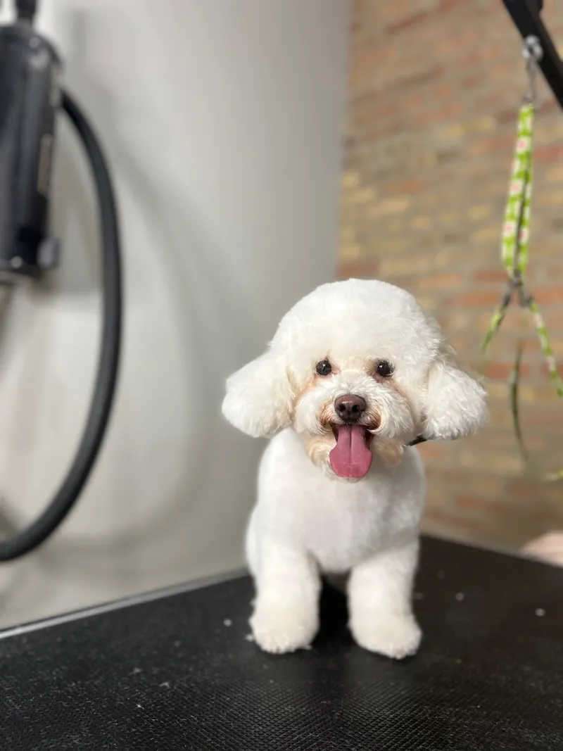 Kay’s Pooches & Smooches - Cat grooming in Chicago