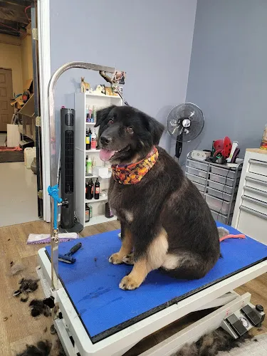 Strykin Stylin Pet Salon - Cat grooming in Cynthiana