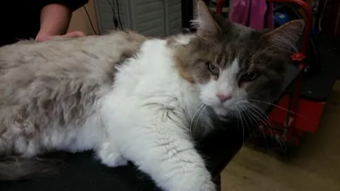 Wet Whiskers Grooming Salon - Cat grooming in Vashon