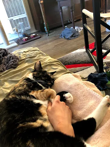 A L Animal Care - Cat grooming in Poway