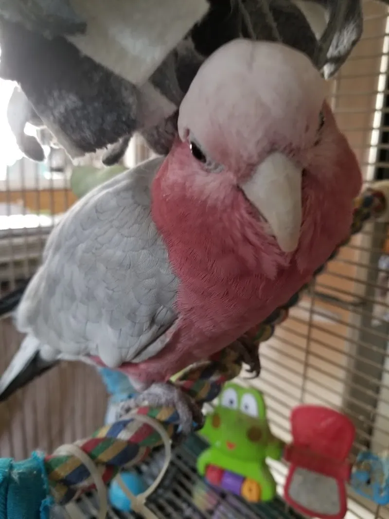 Mobile Bird Grooming, WINGS, NAILS, BEAKS...Las Vegas NV - Cat grooming in Las Vegas