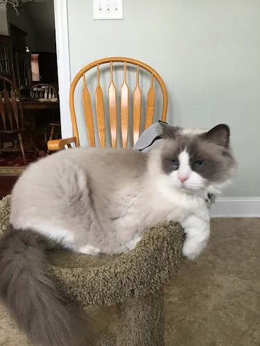 Paws & Claws Pet Grooming LLC - Mobile cat grooming in Maryville, TN