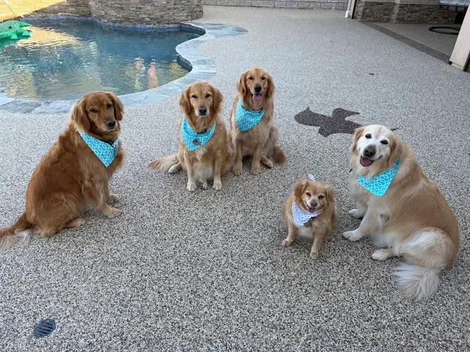 Grubby Dogs Pet Grooming - Cat grooming in Murrieta
