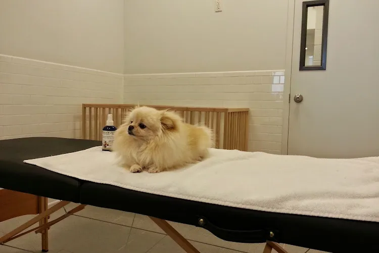 RELEASH NYC - Professional cat grooming in New York, NY