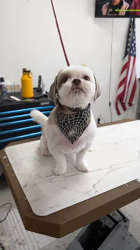 Rainbow Paws Pet Salon - Cat grooming in Round Rock