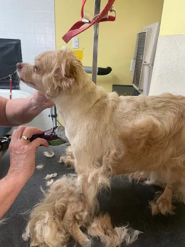 Exclusively Paws Grooming - Cat grooming in Mansfield Center