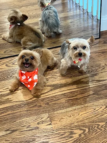 Kathy's Dog Grooming Salon - Cat grooming in Dundalk