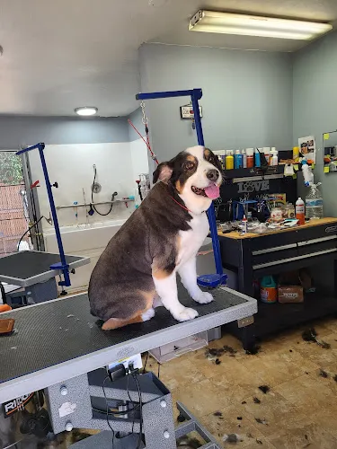 Galaviz Pet Grooming - Mobile cat grooming in San Bernardino, CA