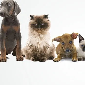 Dog Stylist Inc - Cat grooming in Durham
