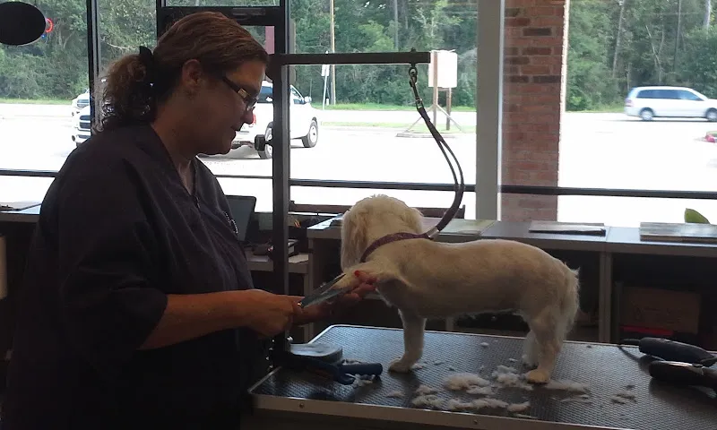 SHAGGIE DOG SALON - Cat grooming in Magnolia