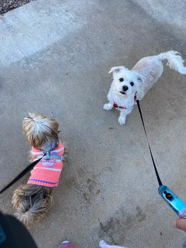 Canine Coiffures - Cat grooming in Phoenix