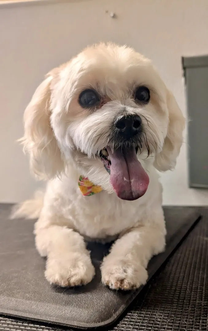 Michael's Mobile Dog Grooming - Cat grooming in Phoenix