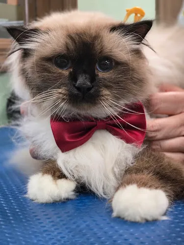 Muttlee Crew Pet Care Pet Grooming for Dogs and Cats - Cat grooming in Kissimmee